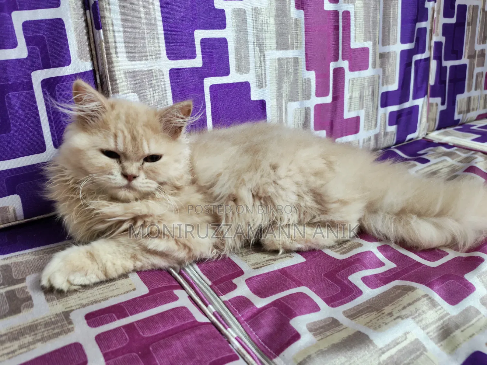 1-3 Months Male Purebred Persian