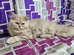 1-3 Months Male Purebred Persian