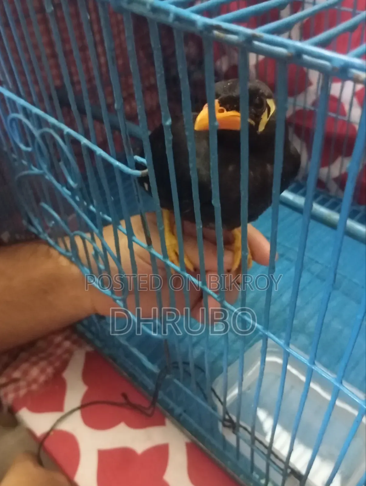 ময়না পাখি