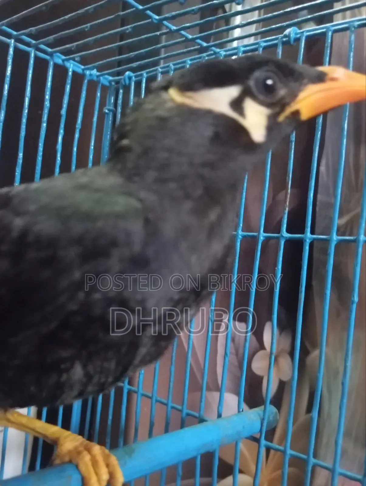 ময়না পাখি