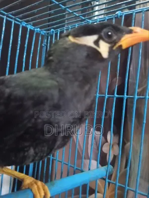 ময়না পাখি