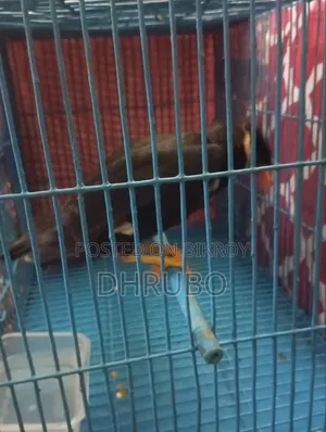 ময়না পাখি