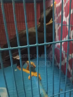 ময়না পাখি