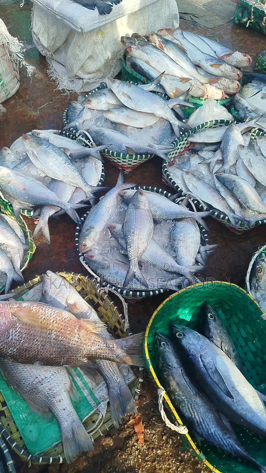 Fresh Sea Hilsa