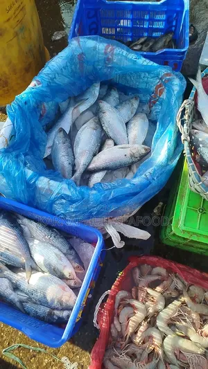 Fresh Sea Hilsa