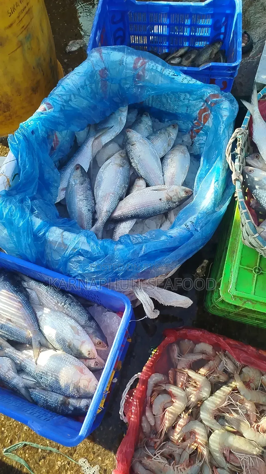 Fresh Sea Hilsa