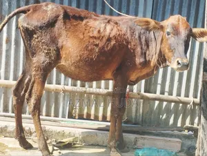 Heifer Cow -