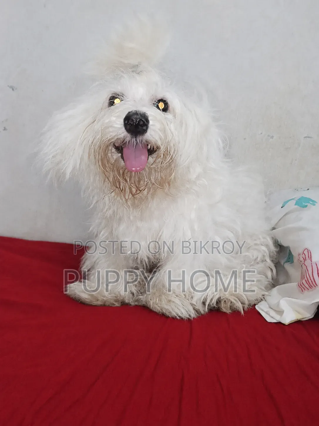 3-6 Months Male Purebred Lhasa Apso