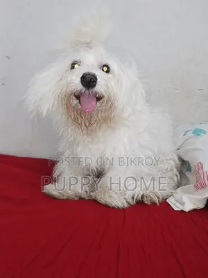 ৩-৬ মাসের পুরুষ খাঁটি লাসা আপসো