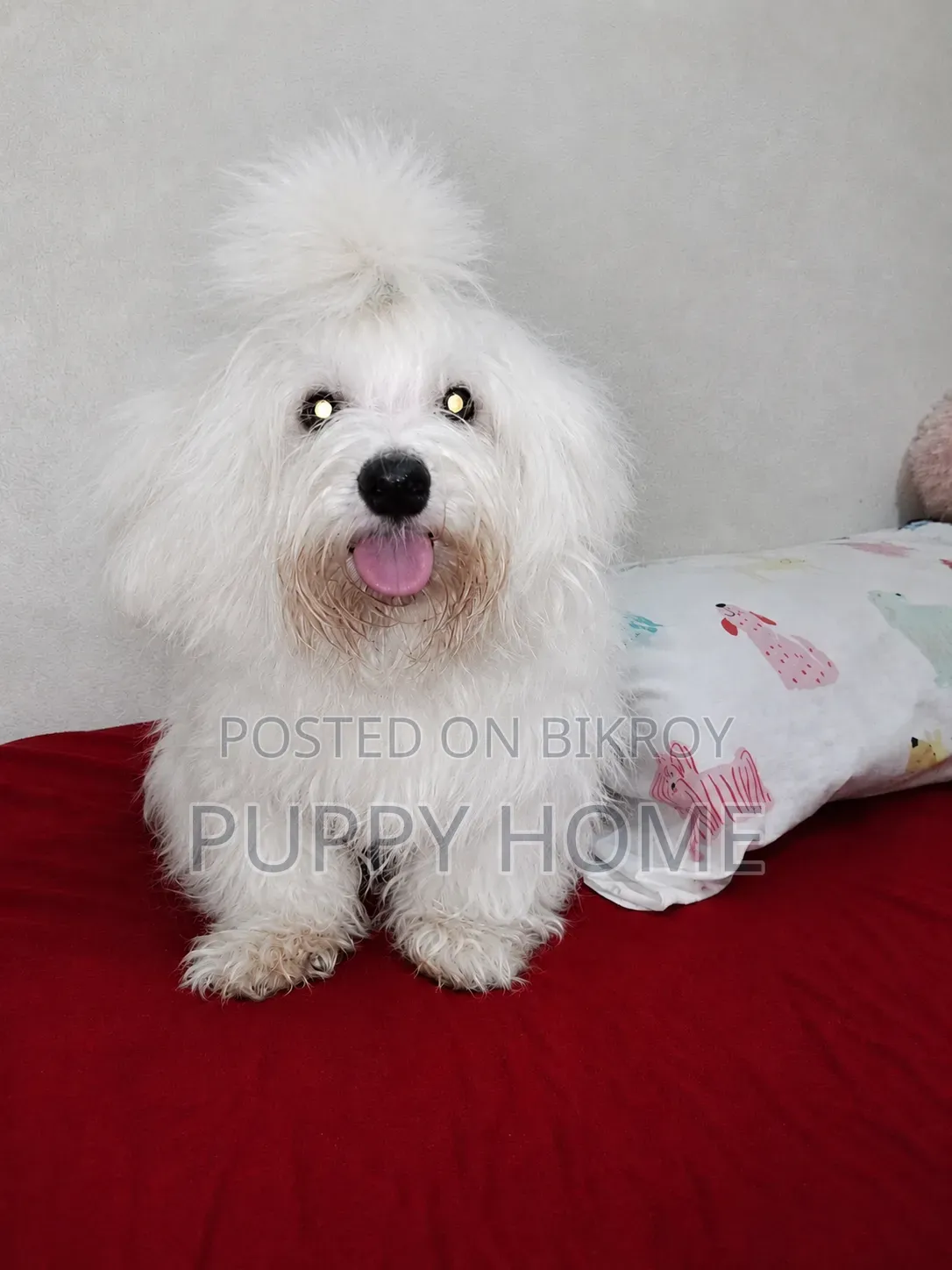 3-6 Months Male Purebred Lhasa Apso