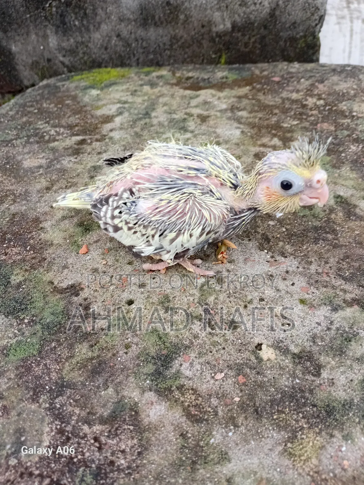 ৪ পিস ককাটেল বেবি
