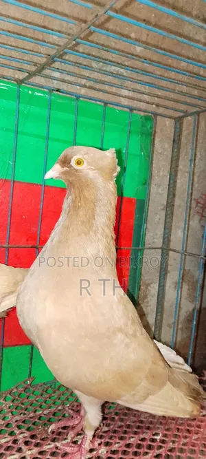 বাচ্চা সহ ঘিয়া চুল্লি গিরিবাজ কবুতর বিক্রয়।