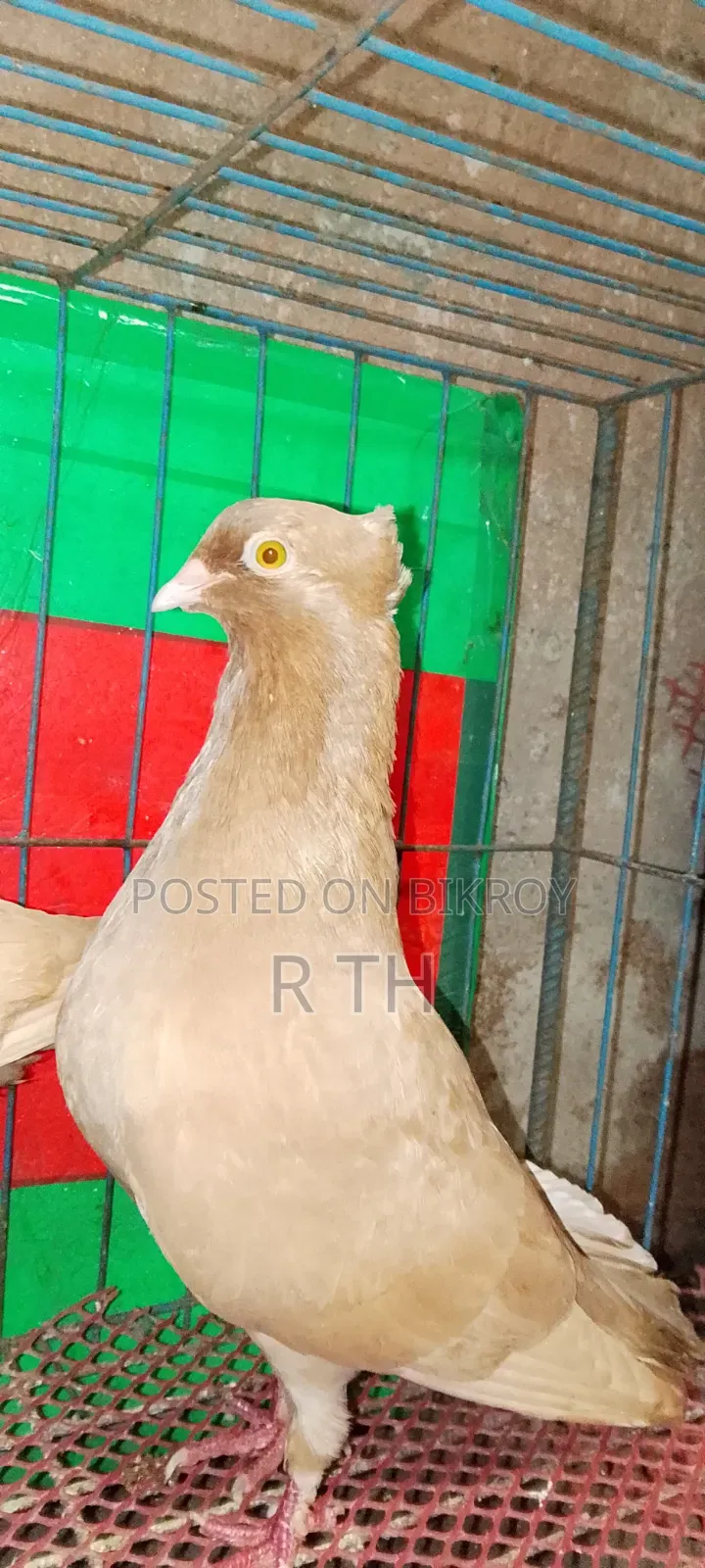 বাচ্চা সহ ঘিয়া চুল্লি গিরিবাজ কবুতর বিক্রয়।