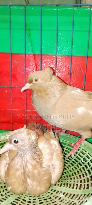 বাচ্চা সহ ঘিয়া চুল্লি গিরিবাজ কবুতর বিক্রয়।