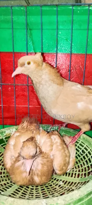 বাচ্চা সহ ঘিয়া চুল্লি গিরিবাজ কবুতর বিক্রয়।