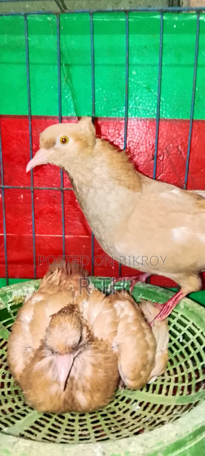 বাচ্চা সহ ঘিয়া চুল্লি গিরিবাজ কবুতর বিক্রয়।