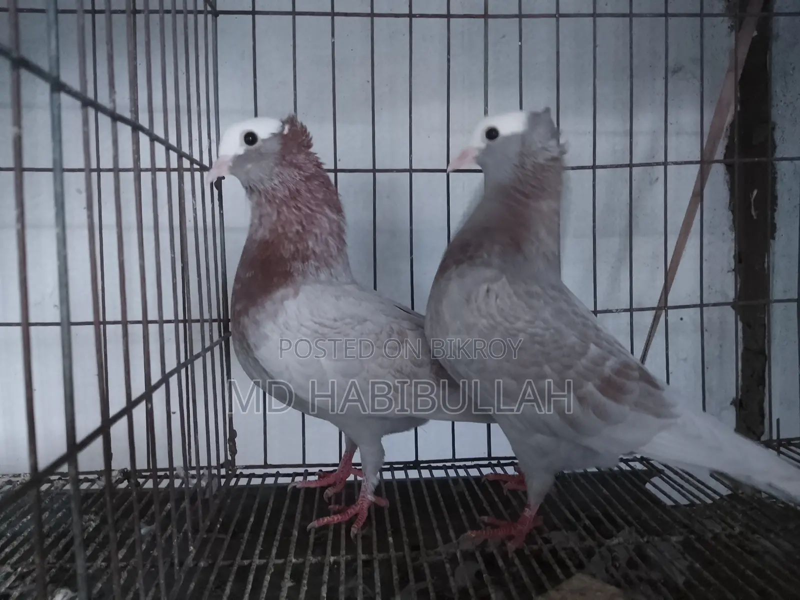 কবুতর বিক্রয়