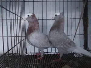 কবুতর বিক্রয়