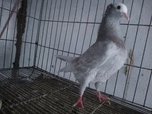 কবুতর বিক্রয়