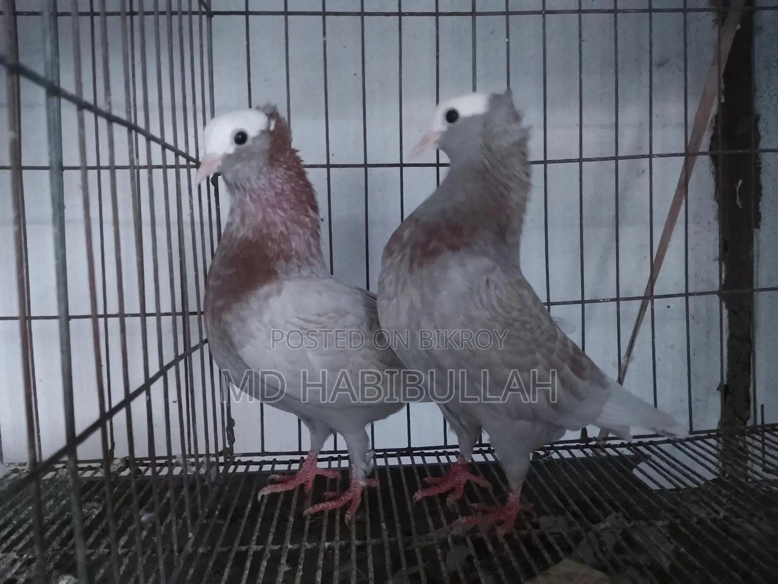 কবুতর বিক্রয়
