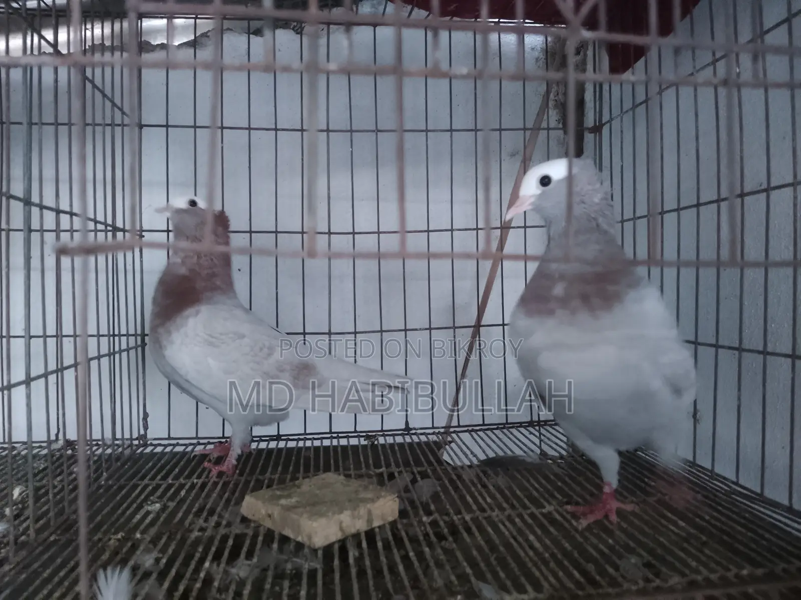 কবুতর বিক্রয়