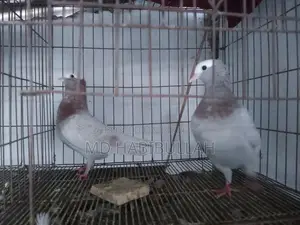 কবুতর বিক্রয়