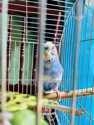 Bajigar Bird Sell