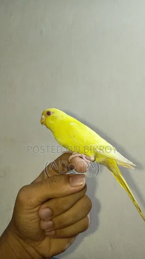 Bajrigar Bird, Red Eye Lutino Bajigar