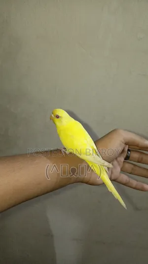 Bajrigar Bird, Red Eye Lutino Bajigar