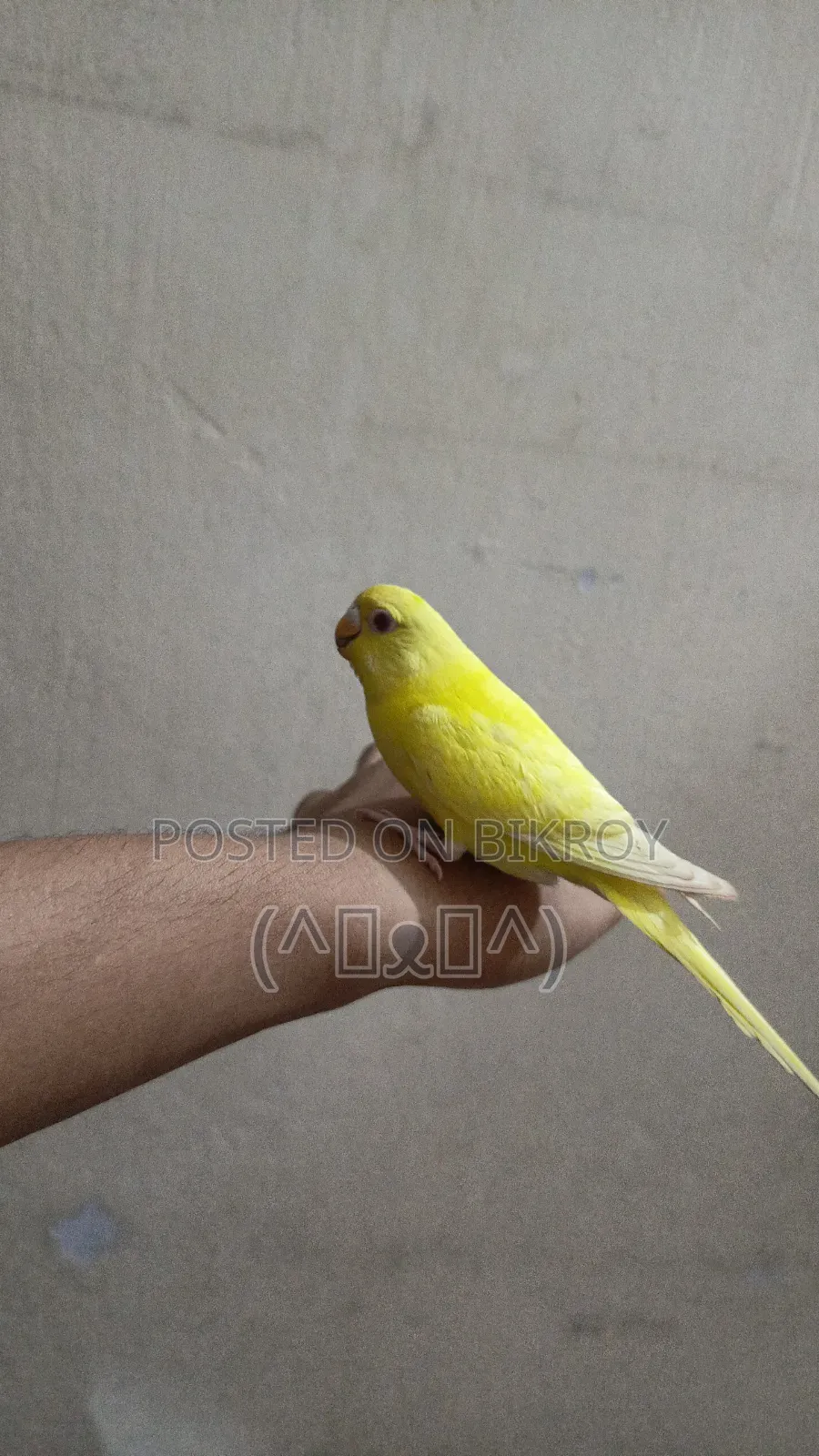 Bajrigar Bird, Red Eye Lutino Bajigar