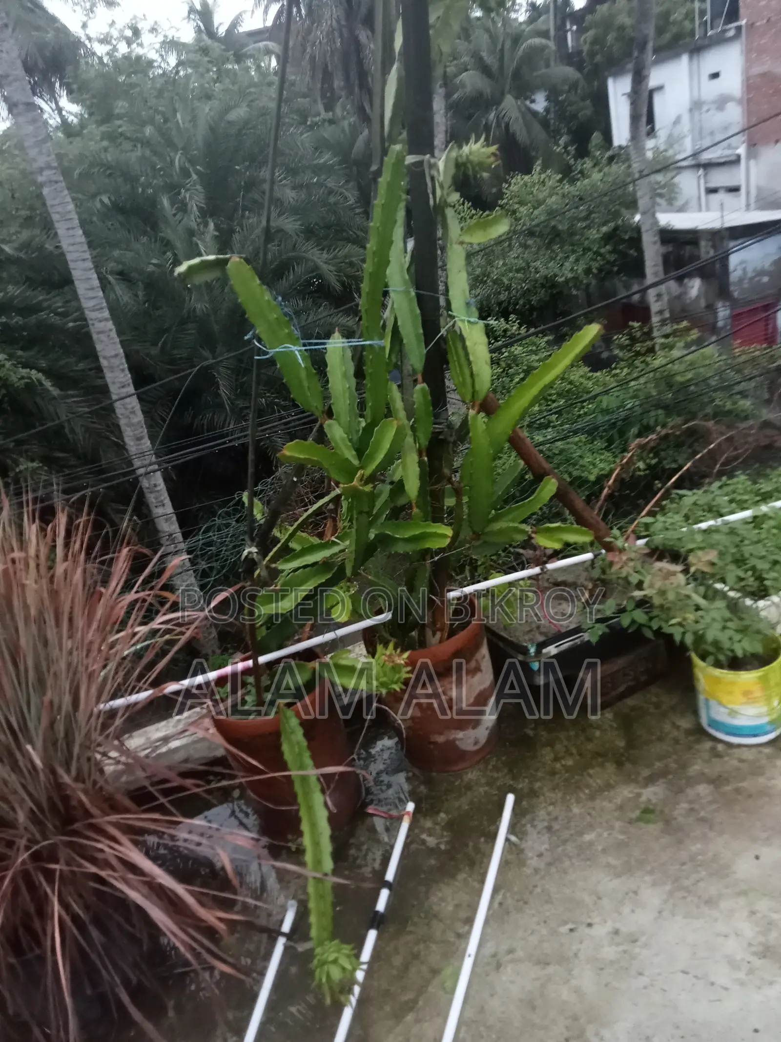 Roof Garden Pots