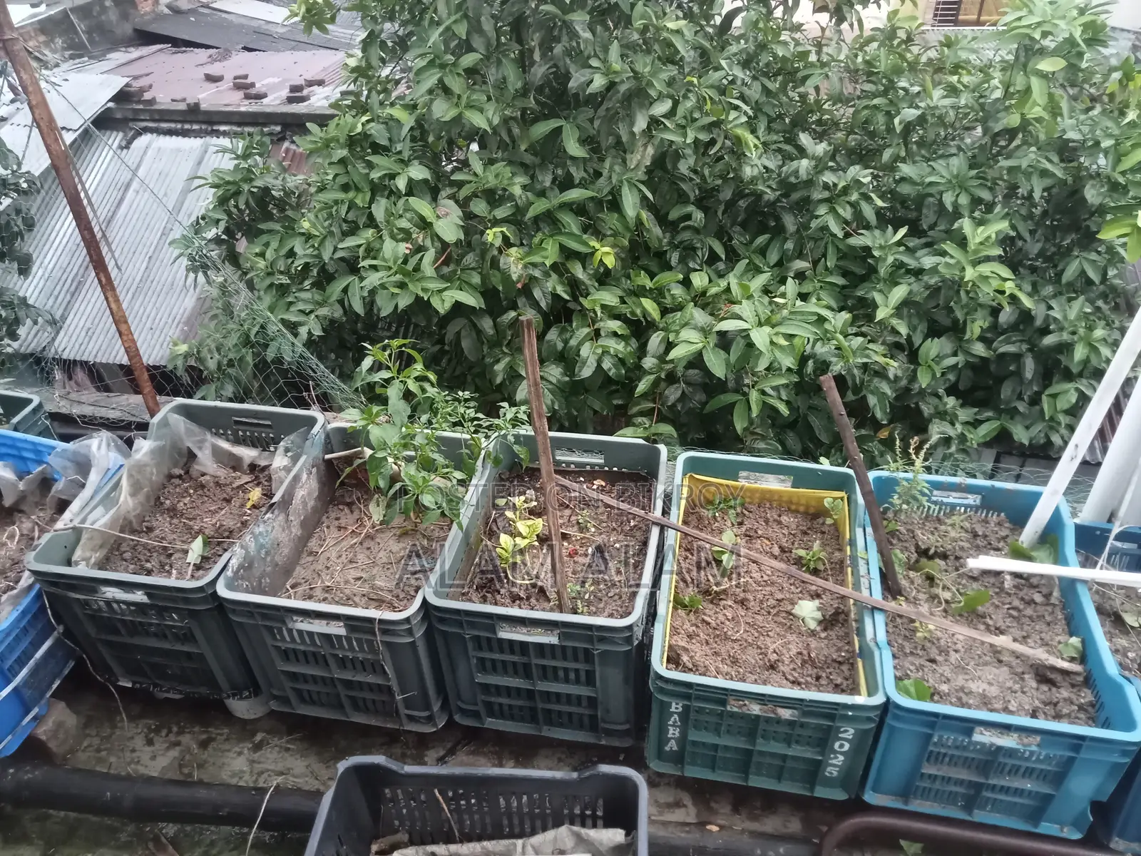 Roof Garden Pots