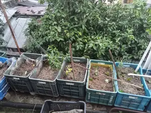 Roof Garden Pots