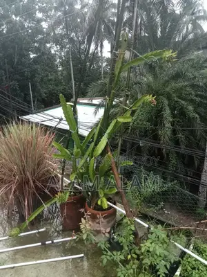 Roof Garden Pots