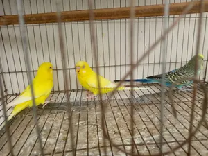 বাজিগর রেড আই