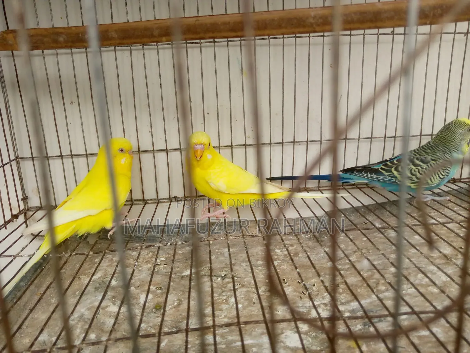 বাজিগর রেড আই
