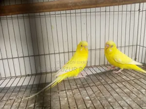 বাজিগর রেড আই