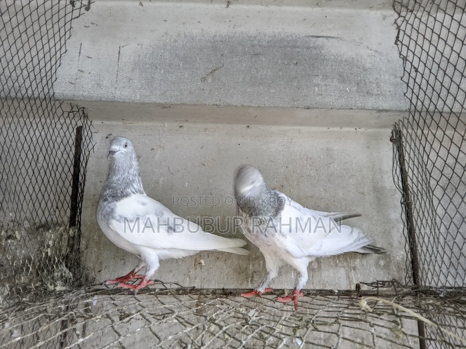 Khaki Kobutor Jora Pigeon Pair