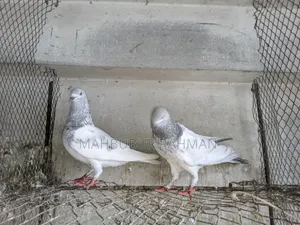 Khaki Kobutor Jora Pigeon Pair