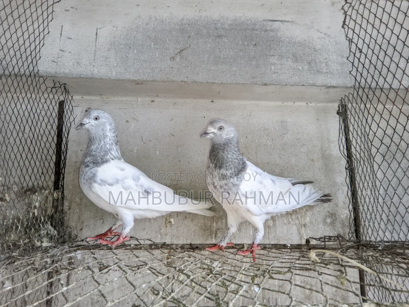 Khaki Kobutor Jora Pigeon Pair