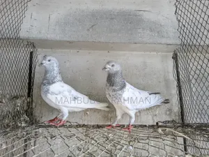 Khaki Kobutor Jora Pigeon Pair