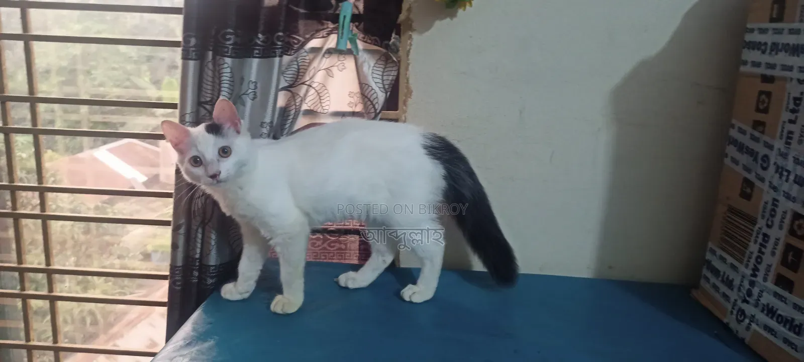 ১-৩ মাসের মেল মিক্সড ব্রিড পার্সিয়ান বিড়াল