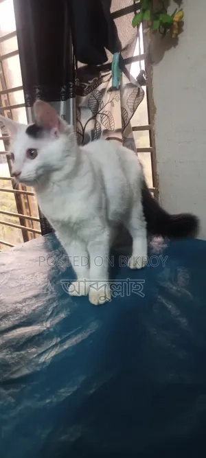 ১-৩ মাসের মেল মিক্সড ব্রিড পার্সিয়ান বিড়াল