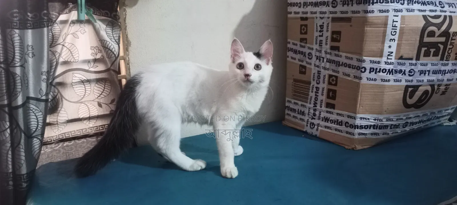 ১-৩ মাসের মেল মিক্সড ব্রিড পার্সিয়ান বিড়াল