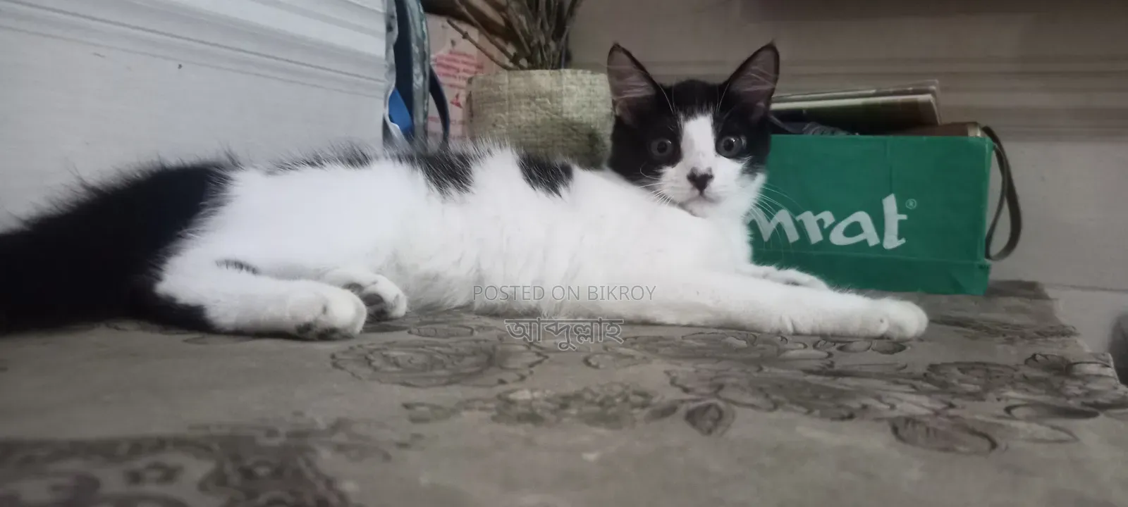 1-3 Months Female Mixed Breed Persian