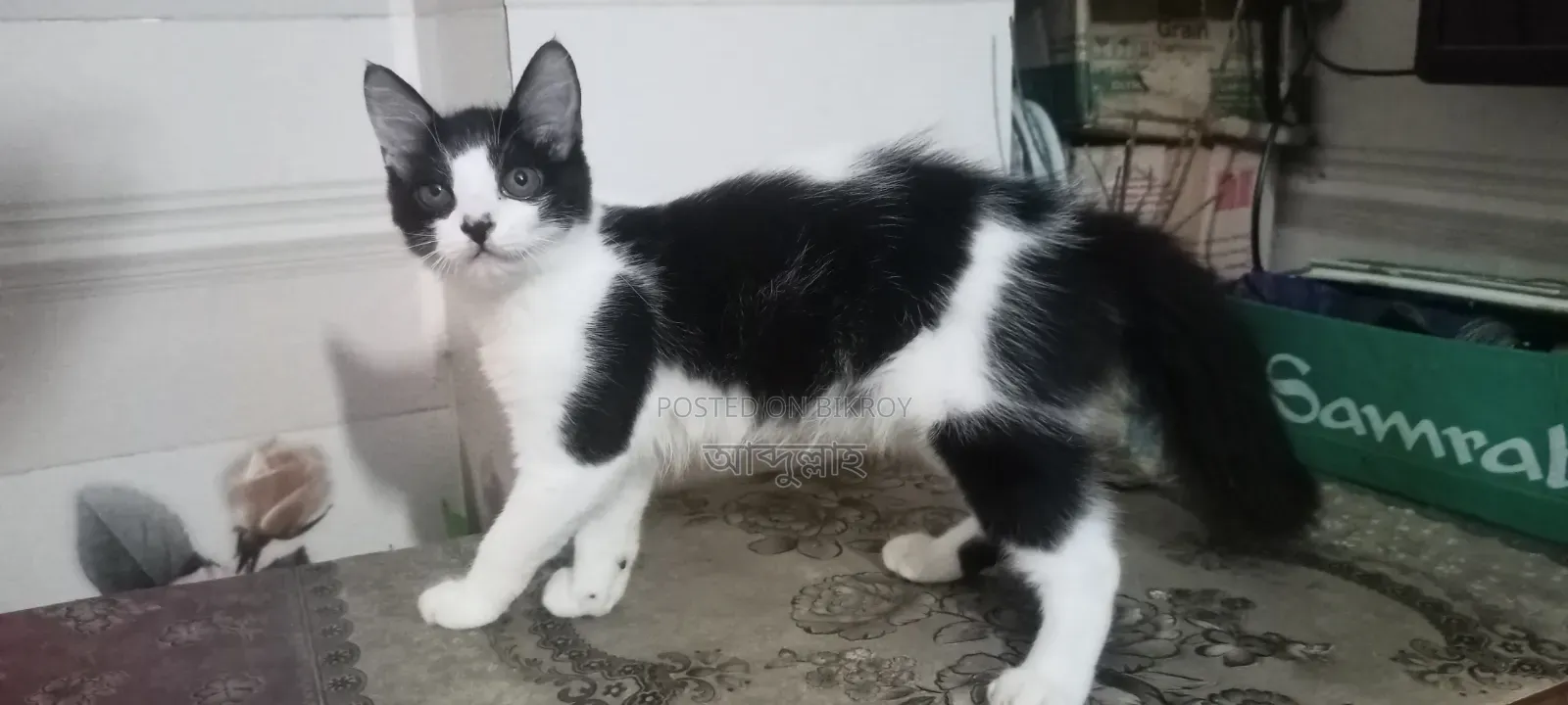 1-3 Months Female Mixed Breed Persian