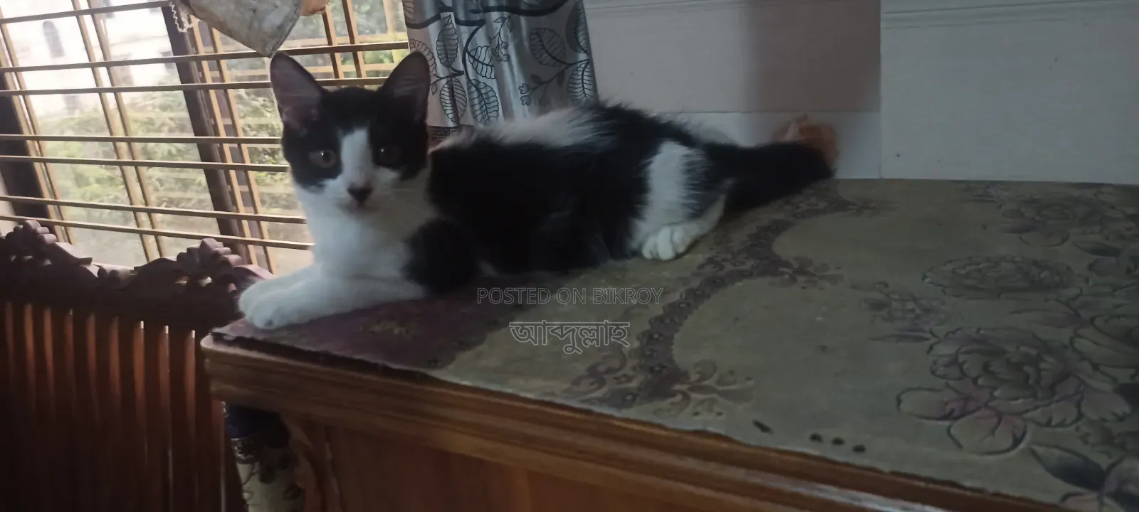 1-3 Months Female Mixed Breed Persian