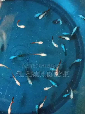 Betta Fish Baby