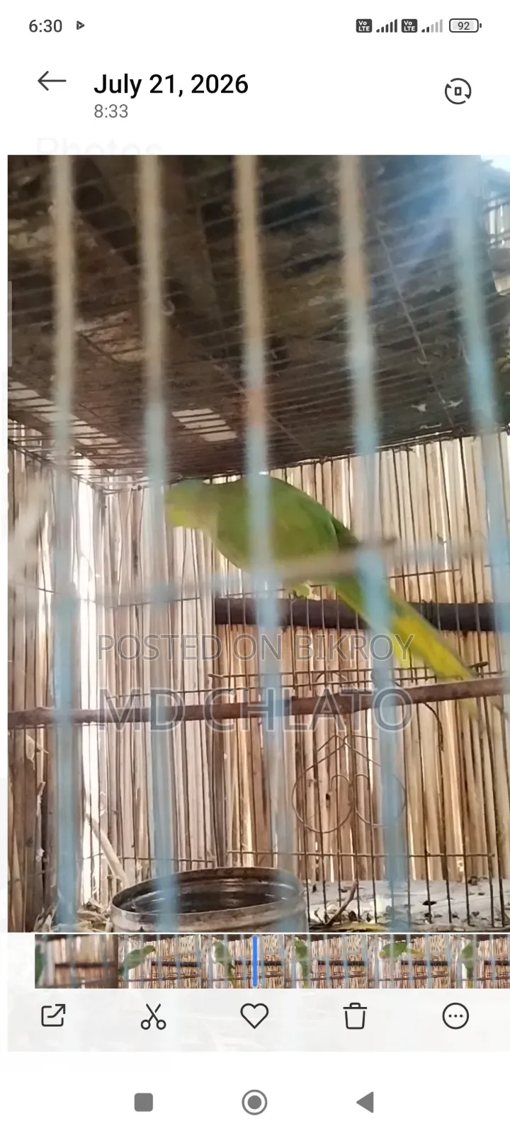 টিয়া পাখি