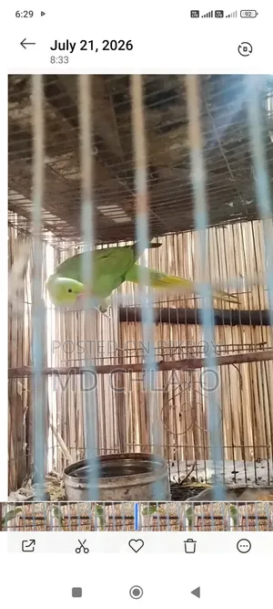 টিয়া পাখি
